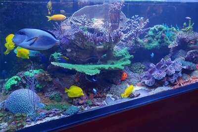 aquatics